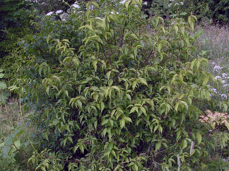 Euonymus verrucosus / бересклет бородавчатый