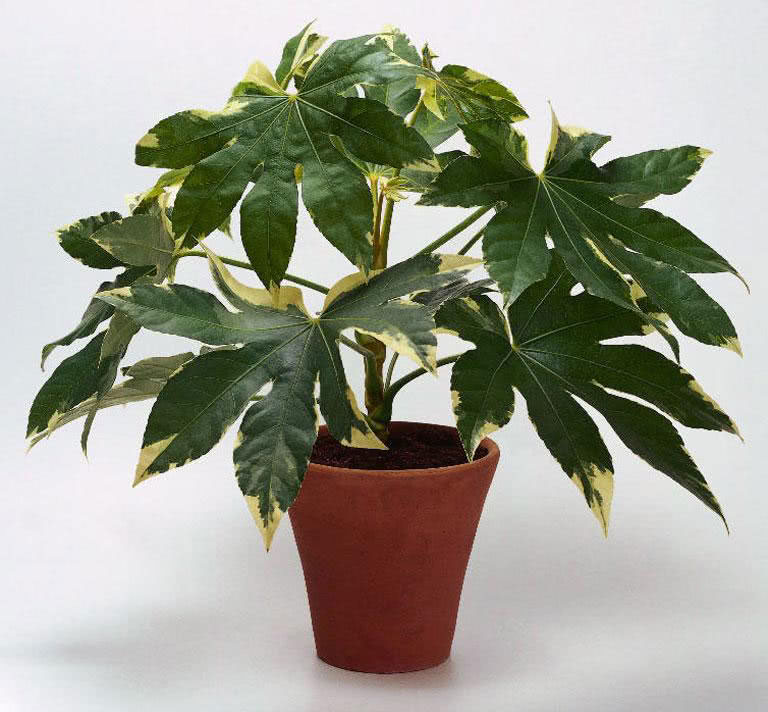 Fatsia japonica (Aralia japonica) / фатсия японская (Аралия японская)