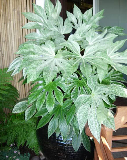 Fatsia japonica (Aralia japonica) / фатсия японская (Аралия японская)