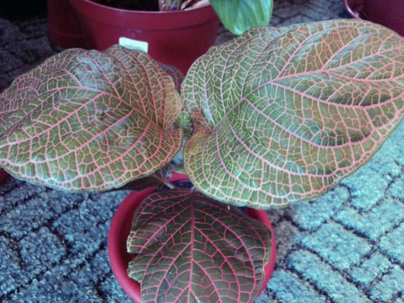 Fittonia gigantea / фиттония крупная