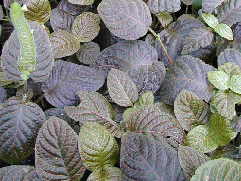 Fittonia gigantea / фиттония крупная