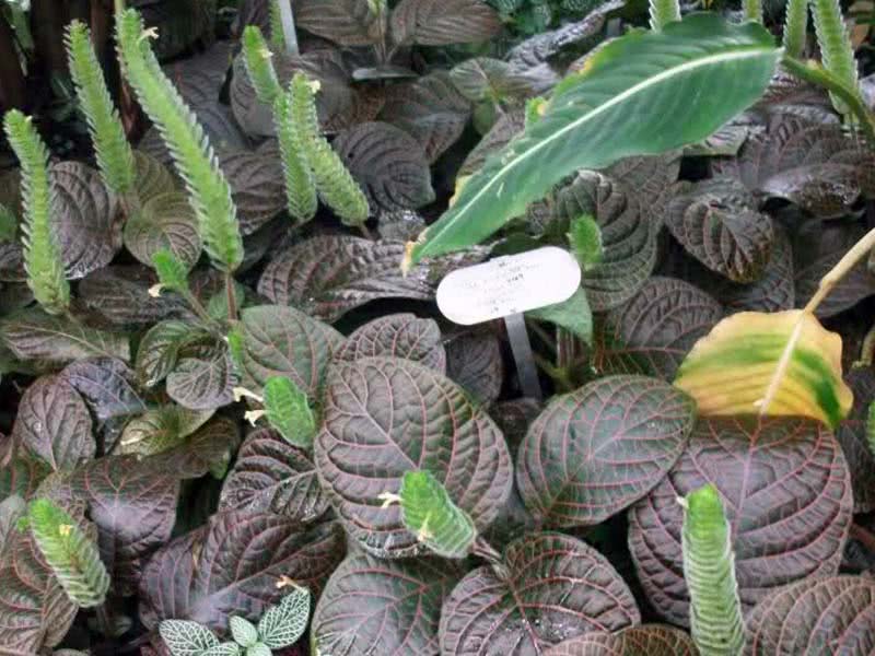 Fittonia gigantea / фиттония крупная