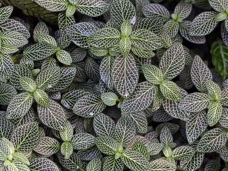 Fittonia verschaffeltii / фиттония Вершафелта