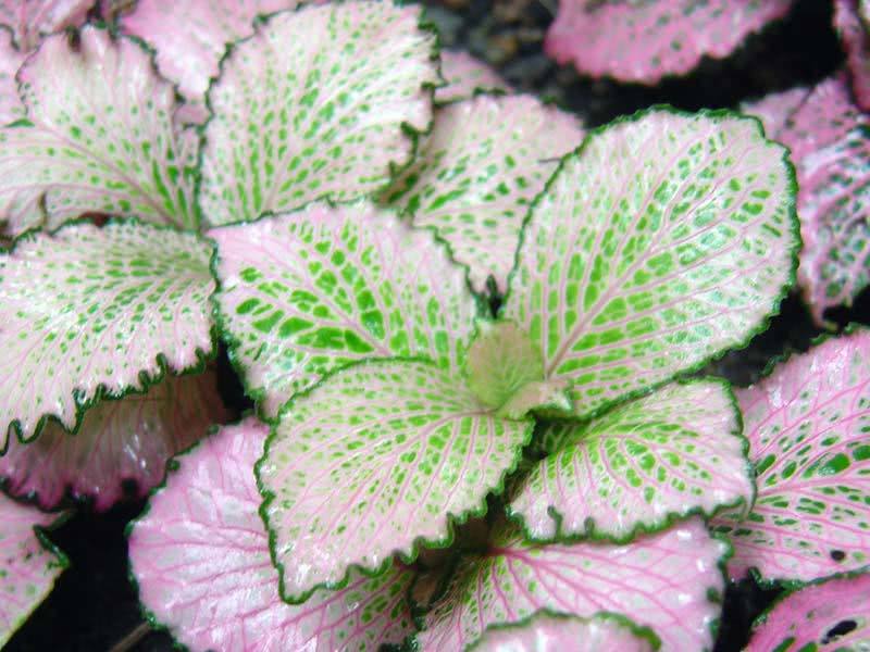 Fittonia verschaffeltii / фиттония Вершафелта