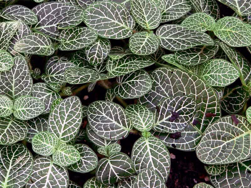 Fittonia verschaffeltii / фиттония Вершафелта