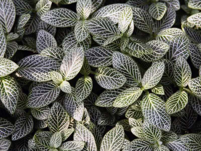 Fittonia verschaffeltii / фиттония Вершафелта