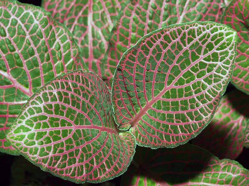 Fittonia verschaffeltii / фиттония Вершафелта