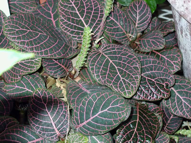 Fittonia verschaffeltii / фиттония Вершафелта