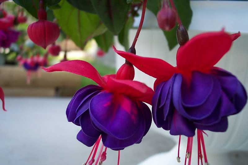 Fuchsia corymbiflora / фуксия щитковидная