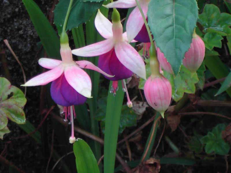 Fuchsia corymbiflora / фуксия щитковидная