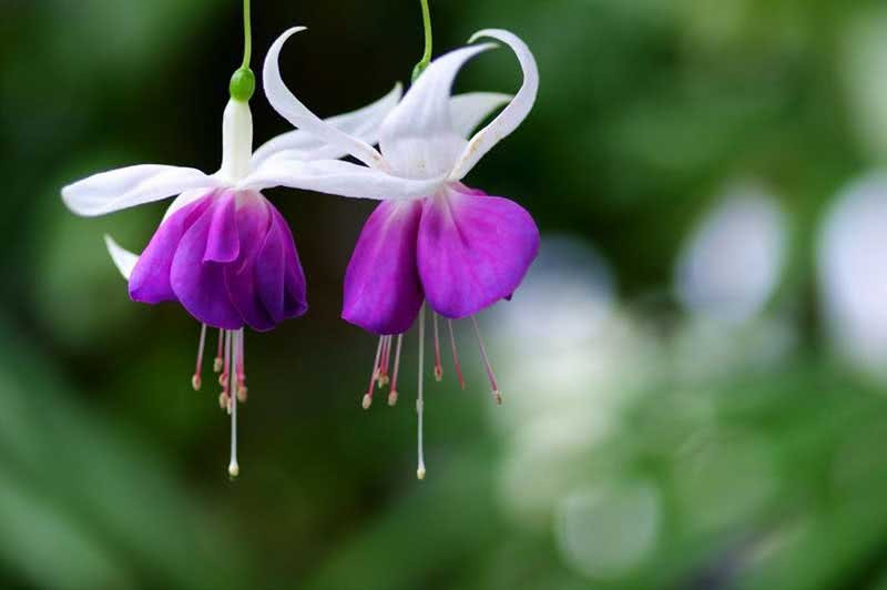 Fuchsia corymbiflora / фуксия щитковидная
