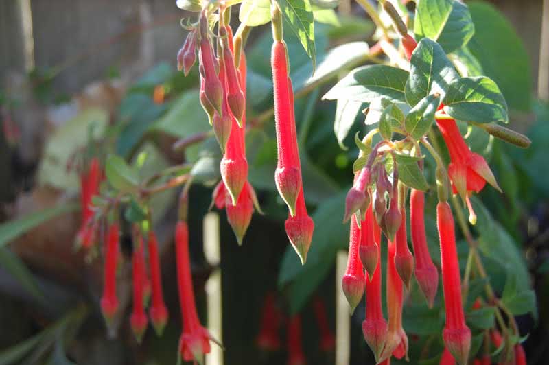 Fuchsia fulgens / фуксия блестящая