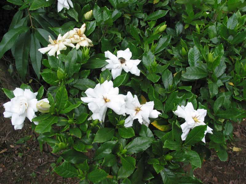 Gardenia jasminoides / гардения жасминовидная (Августа)