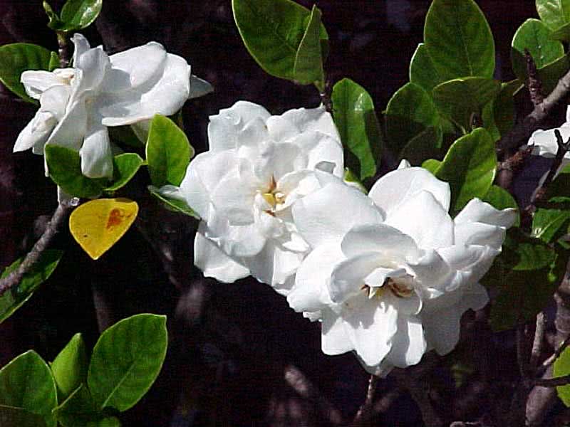 Gardenia jasminoides / гардения жасминовидная (Августа)