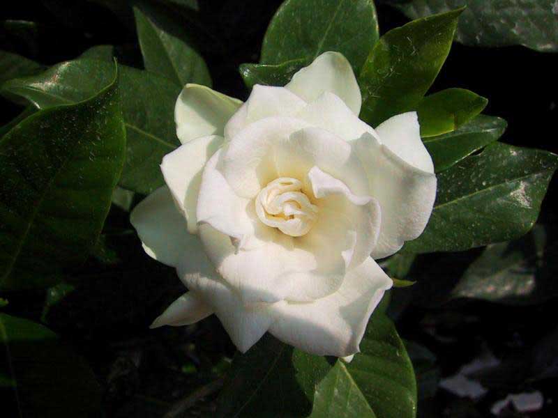 Gardenia jasminoides / гардения жасминовидная (Августа)