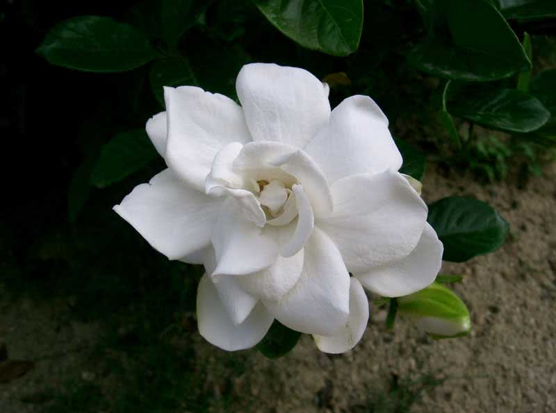 Gardenia jasminoides / гардения жасминовидная (Августа)