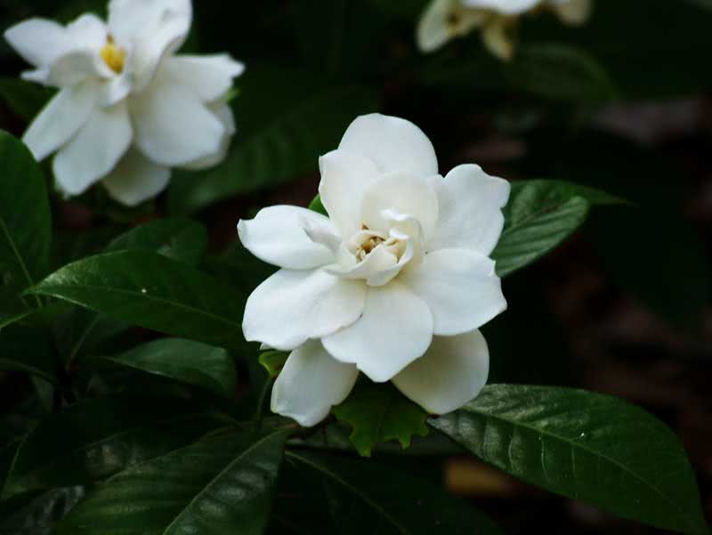 Gardenia jasminoides / гардения жасминовидная (Августа)