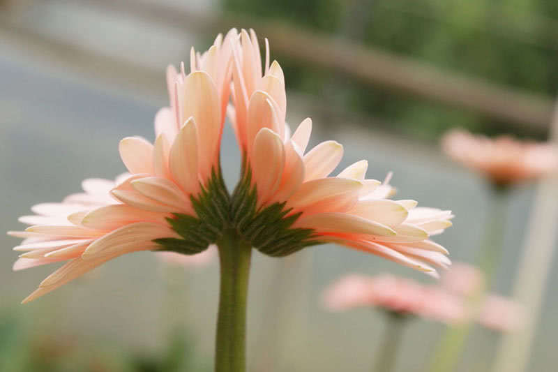 Gerbera jamesonii / гербера Джеймсона