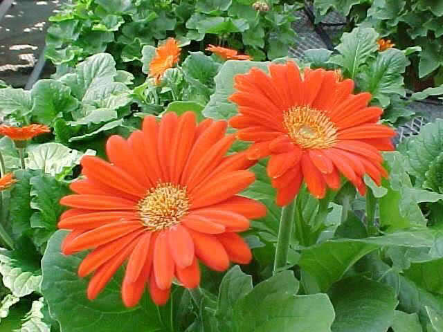 Gerbera jamesonii / гербера Джеймсона