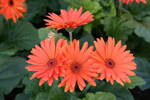 Gerbera jamesonii / гербера Джеймсона
