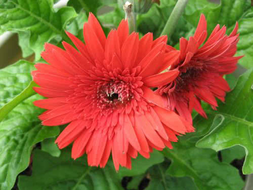 Gerbera jamesonii / гербера Джеймсона