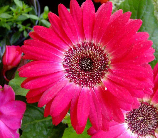 Gerbera jamesonii / гербера Джеймсона