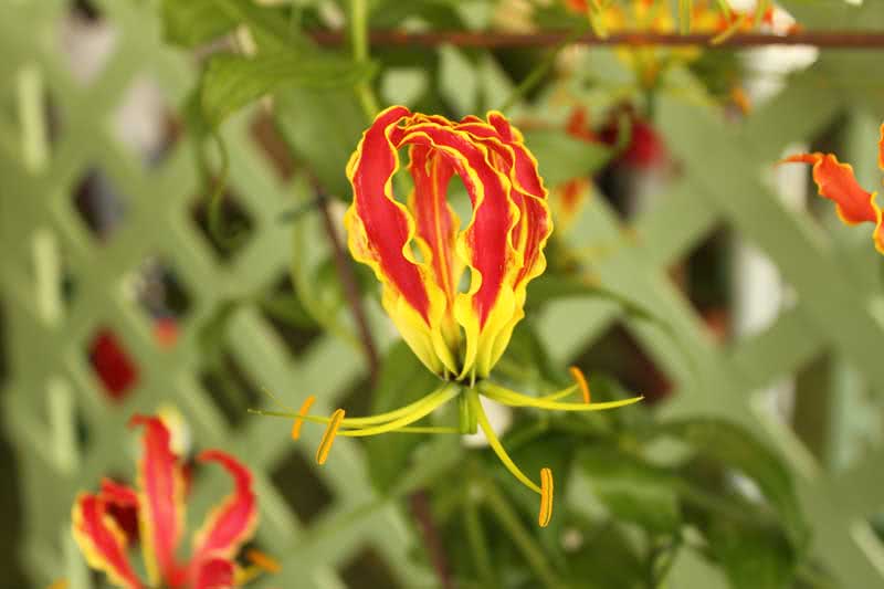 Gloriosa rothschildiana / глориоза Ротшильда