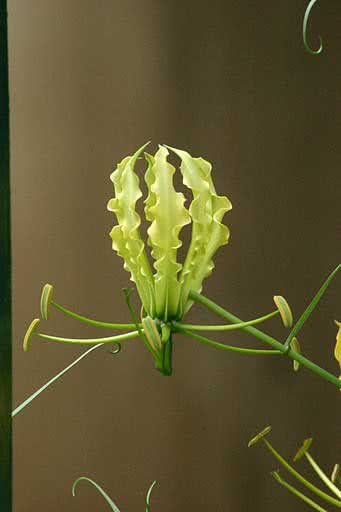 Gloriosa simplex / глориоза простая