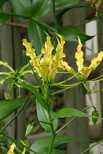 Gloriosa simplex / глориоза простая