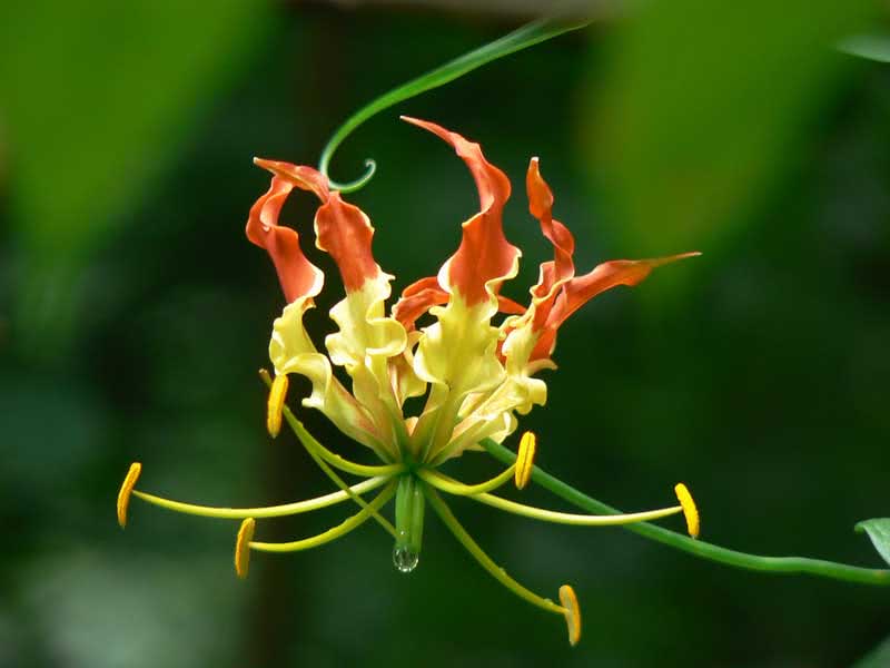 Gloriosa superba / глориоза великолепная