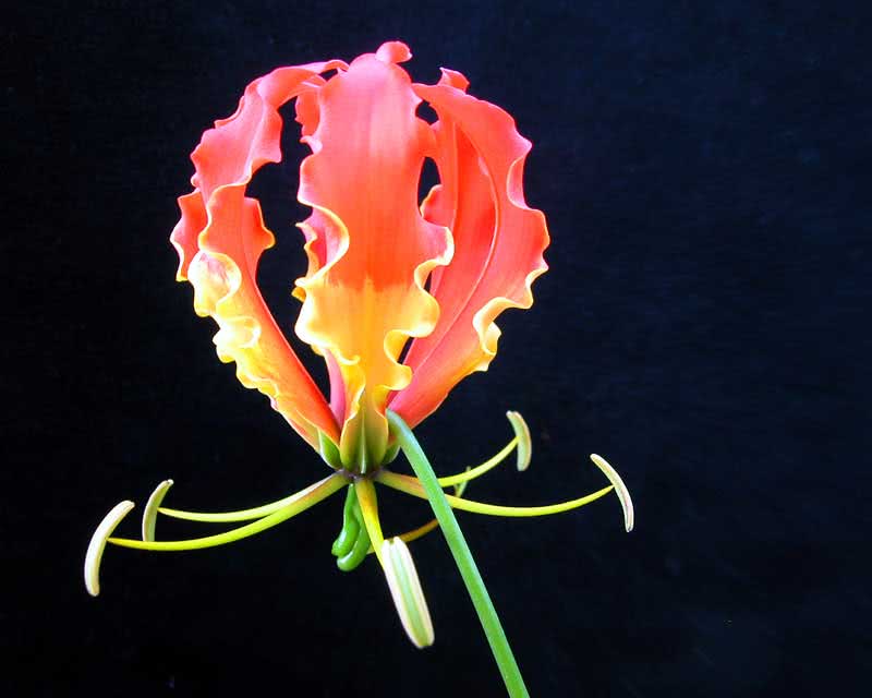 Gloriosa superba / глориоза великолепная