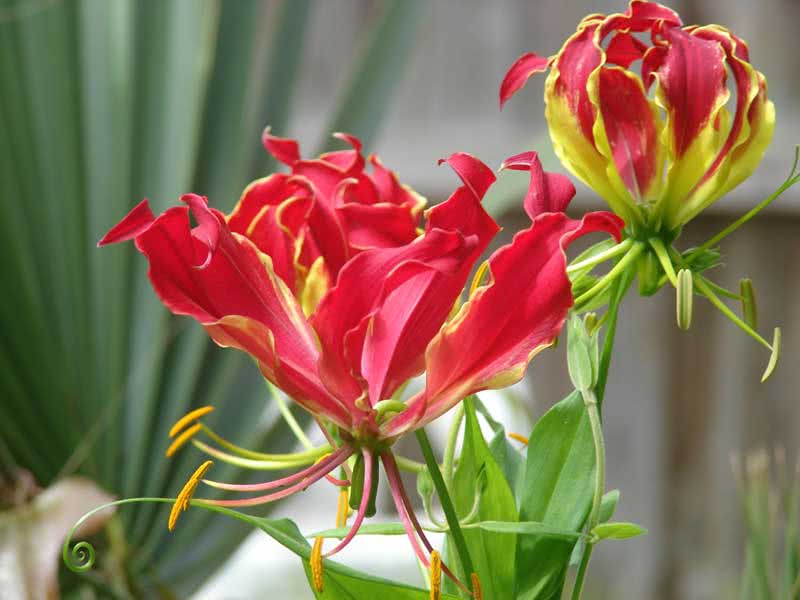 Gloriosa superba / глориоза великолепная