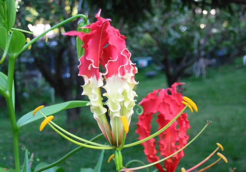 Gloriosa superba / глориоза великолепная