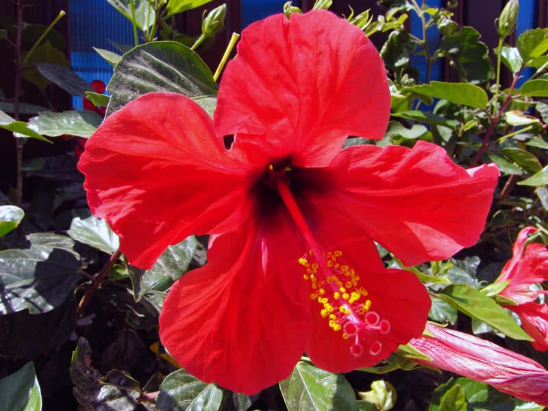 Hibiscus rosa-sinensis / гибискус китайский (Китайская Роза, Розан Китайский)