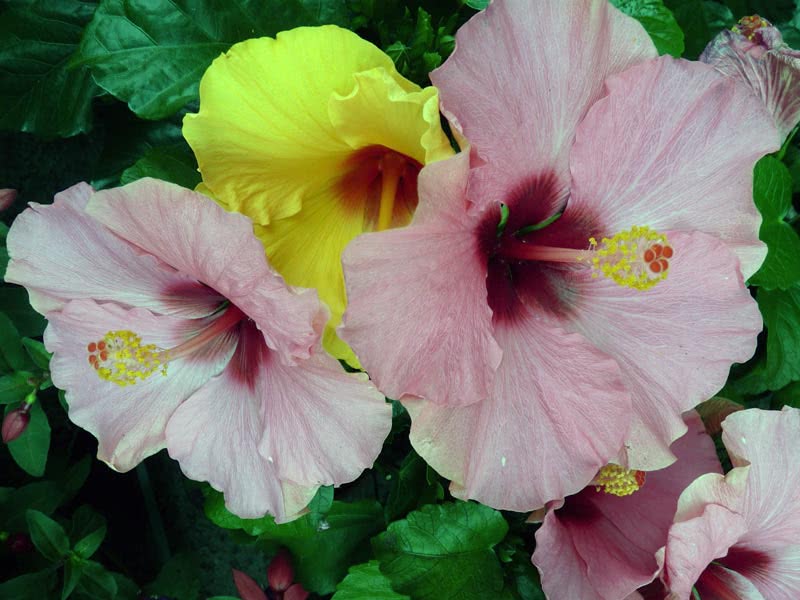 Hibiscus rosa-sinensis / гибискус китайский (Китайская Роза, Розан Китайский)