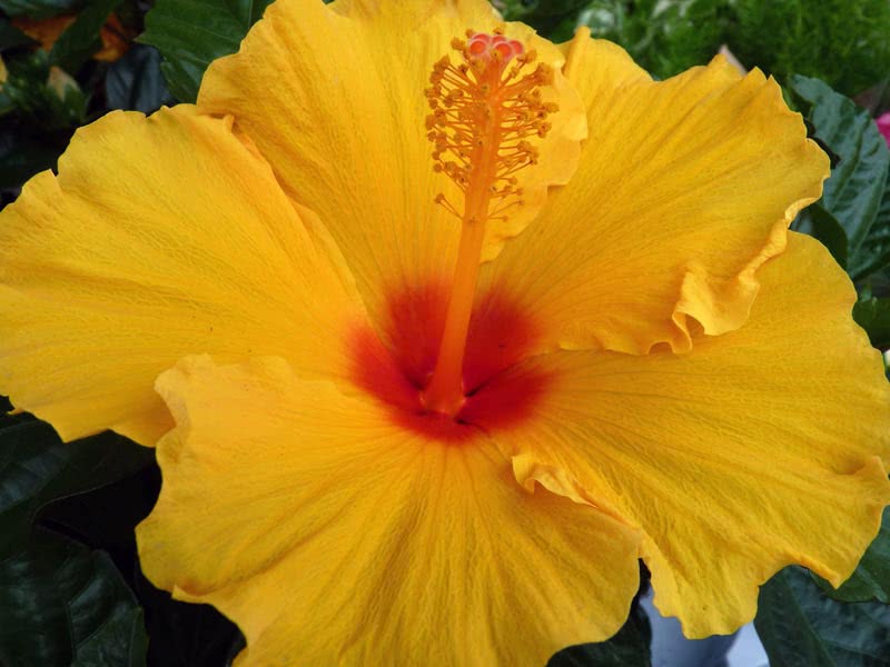 Hibiscus rosa-sinensis / гибискус китайский (Китайская Роза, Розан Китайский)