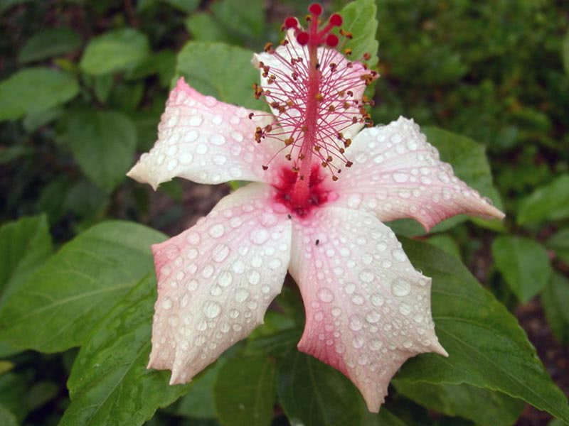 Hibiscus rosa-sinensis / гибискус китайский (Китайская Роза, Розан Китайский)