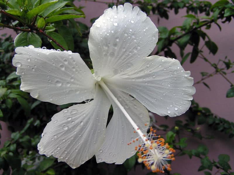 Hibiscus rosa-sinensis / гибискус китайский (Китайская Роза, Розан Китайский)