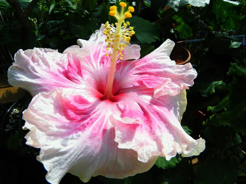 Hibiscus rosa-sinensis / гибискус китайский (Китайская Роза, Розан Китайский)