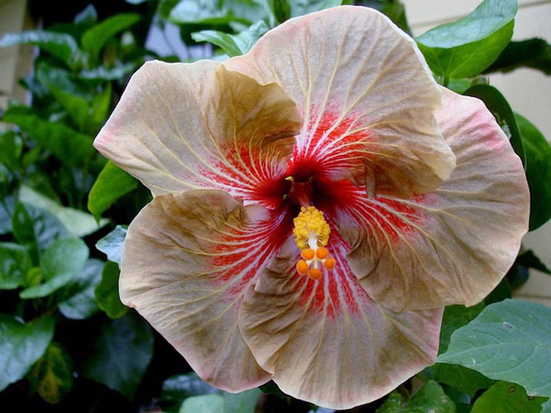 Hibiscus scizopetalus / гибискус рассеченнолепестной