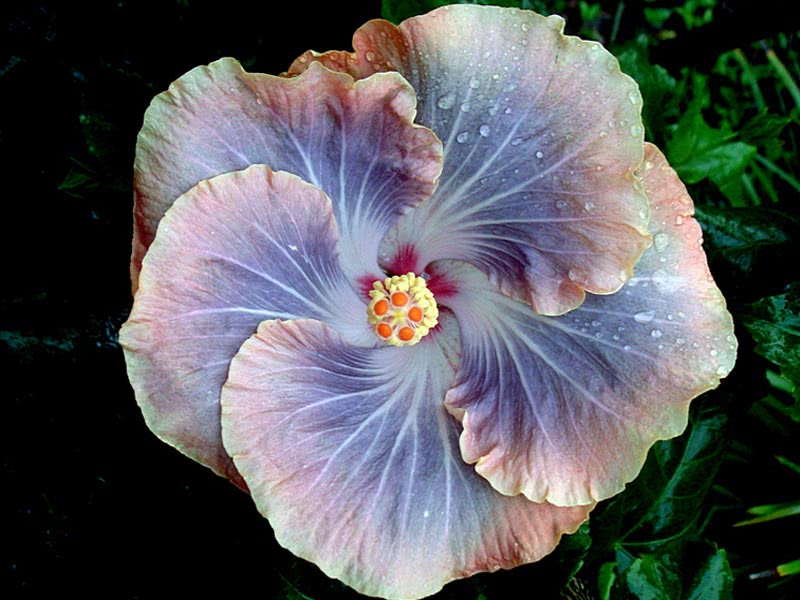 Hibiscus scizopetalus / гибискус рассеченнолепестной