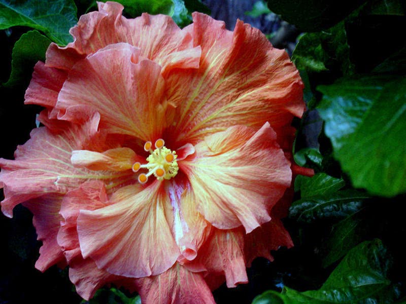 Hibiscus scizopetalus / гибискус рассеченнолепестной