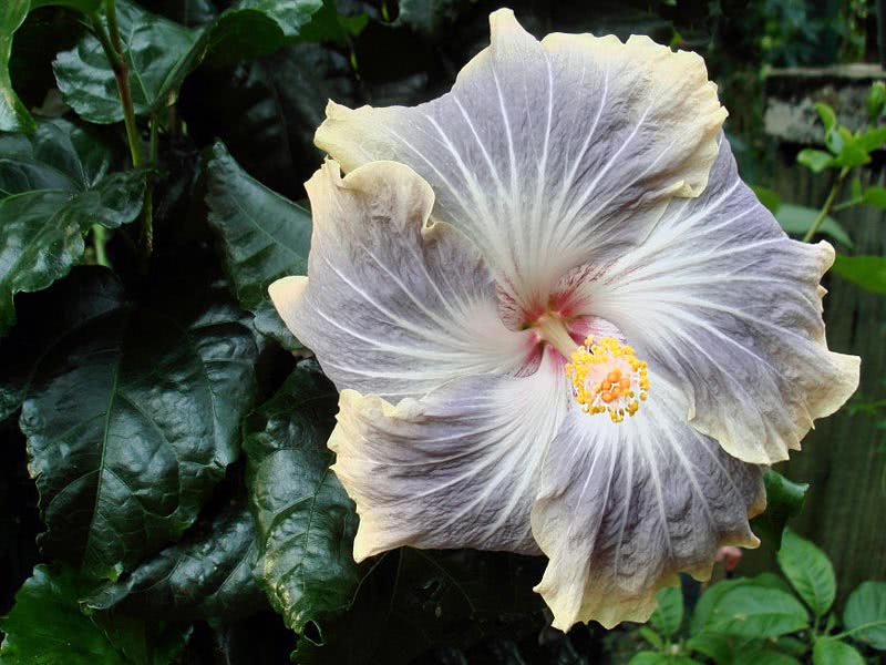 Hibiscus scizopetalus / гибискус рассеченнолепестной