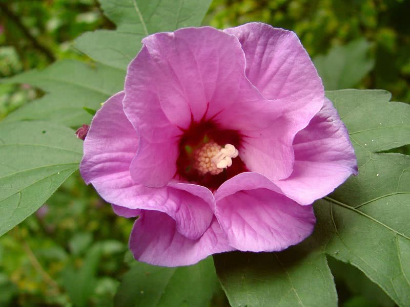 Hibiscus syriacus / гибискус сирийский
