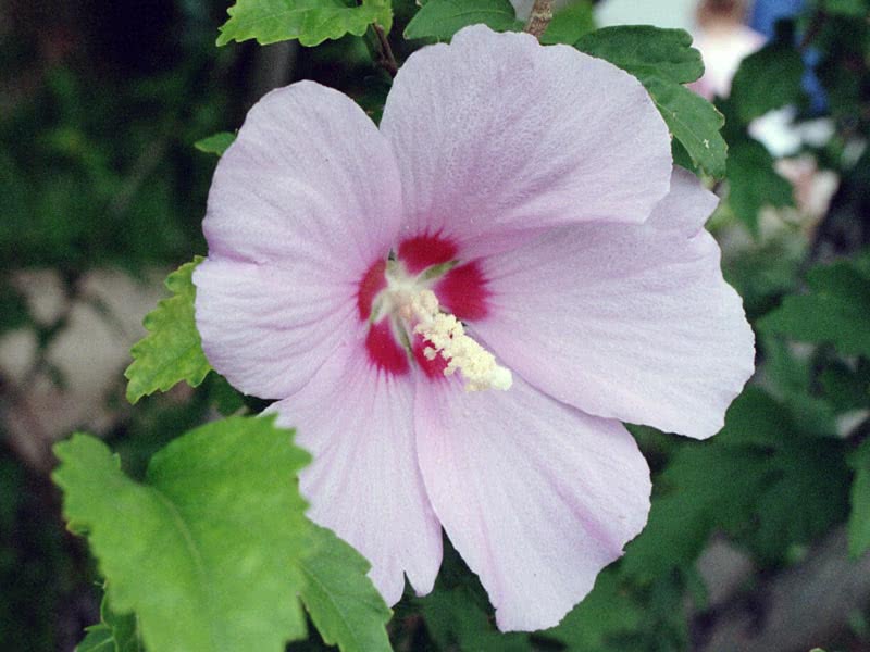 Hibiscus syriacus / гибискус сирийский