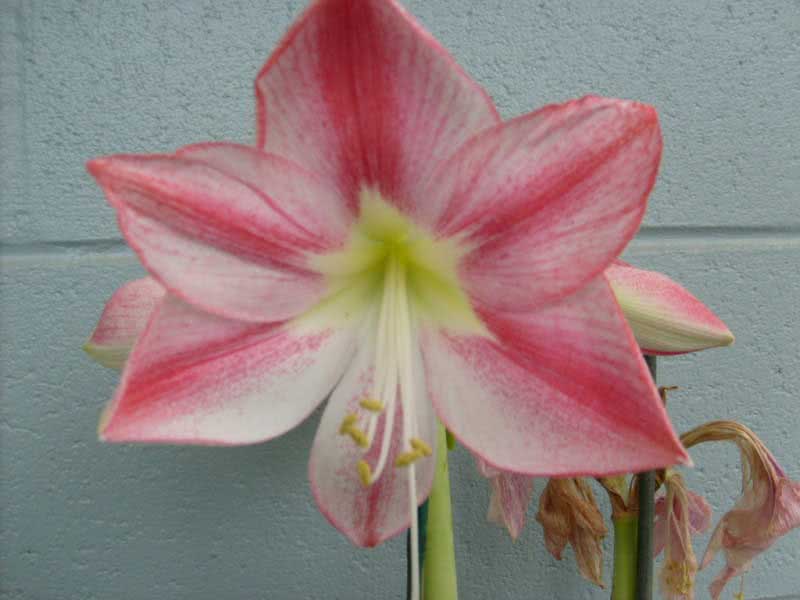 Hippeastrum hybridum / гиппеаструм гибридный