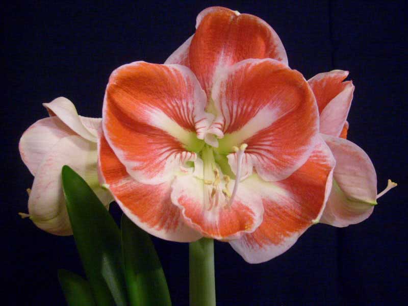 Hippeastrum hybridum / гиппеаструм гибридный