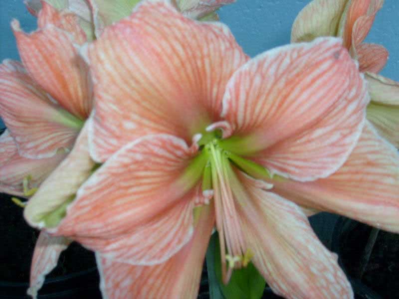 Hippeastrum hybridum / гиппеаструм гибридный