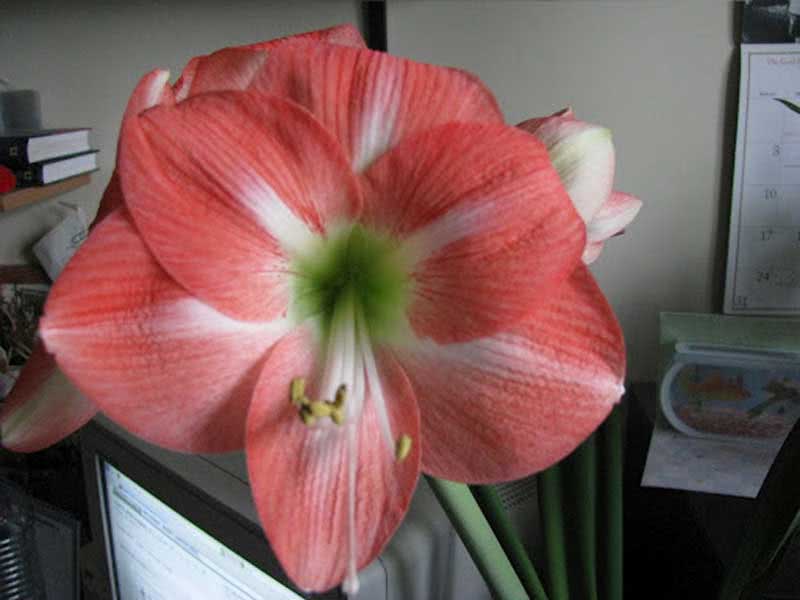 Hippeastrum hybridum / гиппеаструм гибридный