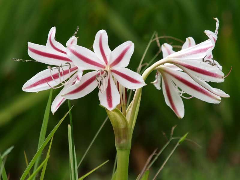 Hippeastrum hybridum / гиппеаструм гибридный